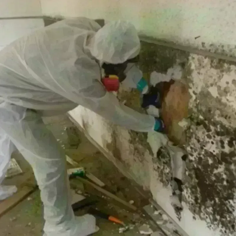 Mold Remediation and Removal in Milford, IL